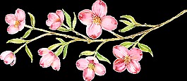 粉色花束透明素材