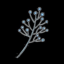 簡(jiǎn)約植物png透明素材