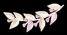花枝樹葉透明素材
