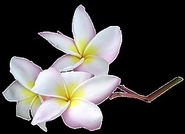 手繪在樹上的花png透明素材