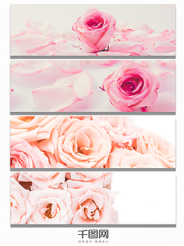 玫瑰花瓣圖片banner背景圖