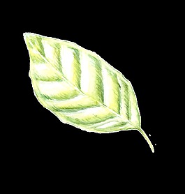 手绘荧光绿叶子png透明素材