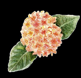手繪花球png透明素材