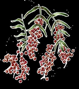 手繪野果子png透明素材