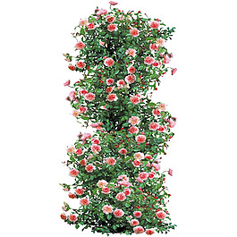 茂盛花棚png元素素材