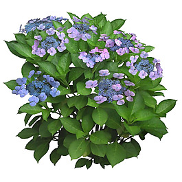 茂盛紫色花朵png元素素材