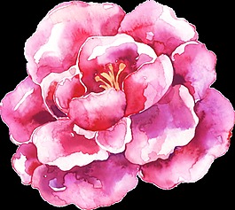 手繪牡丹花png透明素材