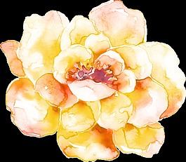 手绘黄灿灿水彩花朵png透明素材