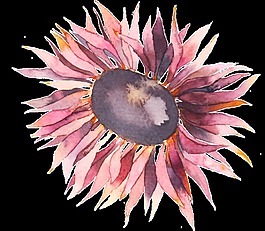 手繪紫色太陽(yáng)花png透明素材