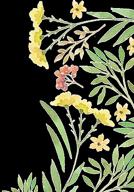 手繪小雛菊png透明素材