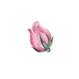 粉色玫瑰裝飾素材
