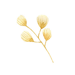 貝殼花葉裝飾素材