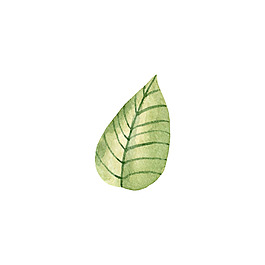 標(biāo)本太陽葉裝飾素材