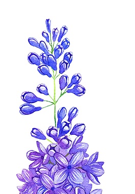 紫色花束矢量素材