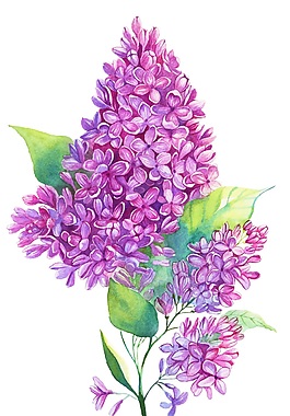 茂盛紫花瓣矢量素材