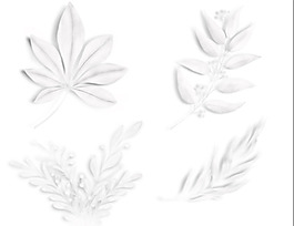 白色植物集合