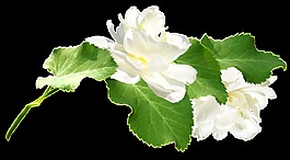 清新白色花朵綠葉植物png透明素材