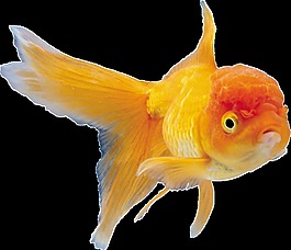漂亮紅色金魚側面png透明素材