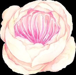綻放花卉透明素材