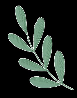 幸運(yùn)枝葉透明素材