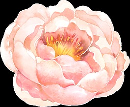 洁白花卉png素材
