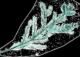 植物樹葉透明素材