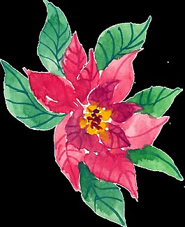 夢(mèng)幻綻放花卉透明素材