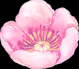 繪畫花卉透明素材