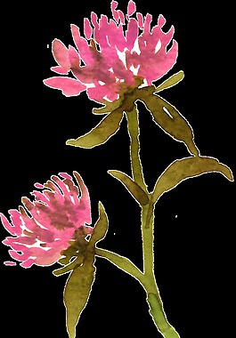 粉红花蕊透明素材
