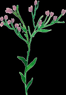 綠色植物透明素材