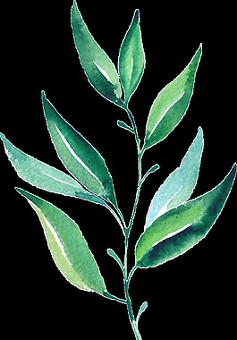 翠绿植物透明素材