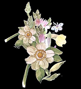 樸素花卉盛開(kāi)透明素材