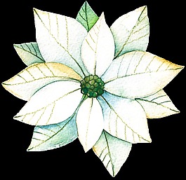 白色綠色植物透明素材