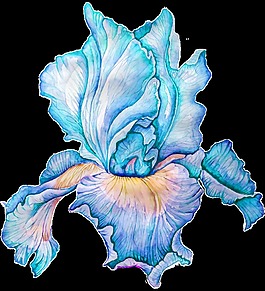 藍色綻放花卉透明素材