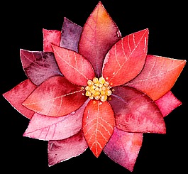 紅色漸變花卉透明素材