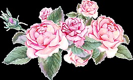 粉色茶花植物透明素材