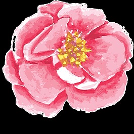 粉色美麗花卉透明素材