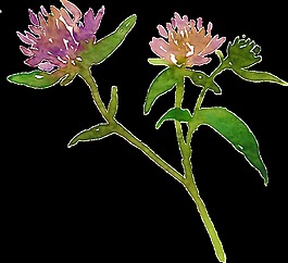 紫色花卉透明素材