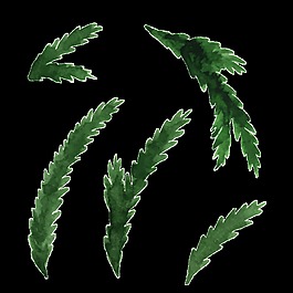 免扣樹葉透明素材