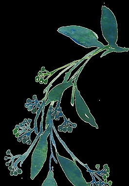 垂落植物透明素材