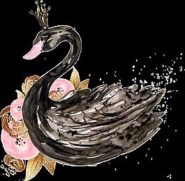 水彩黑天鵝透明素材
