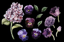 紫色花蕊透明素材