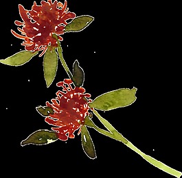 紅色月季花束透明素材