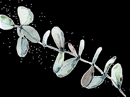 傳統(tǒng)水墨植物透明素材