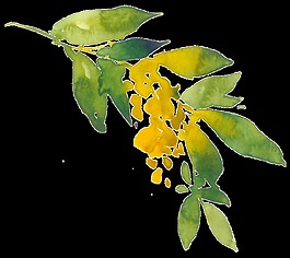 綠色植物樹(shù)葉透明素材