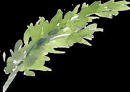 涂鴉植物透明素材