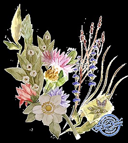 明信片花卉透明素材