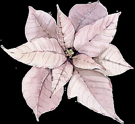 素雅花卉透明素材