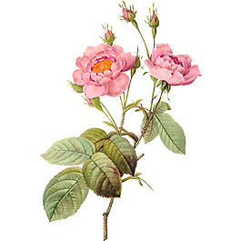手绘油画花朵元素