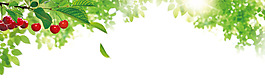 清新綠色植物banner背景素材